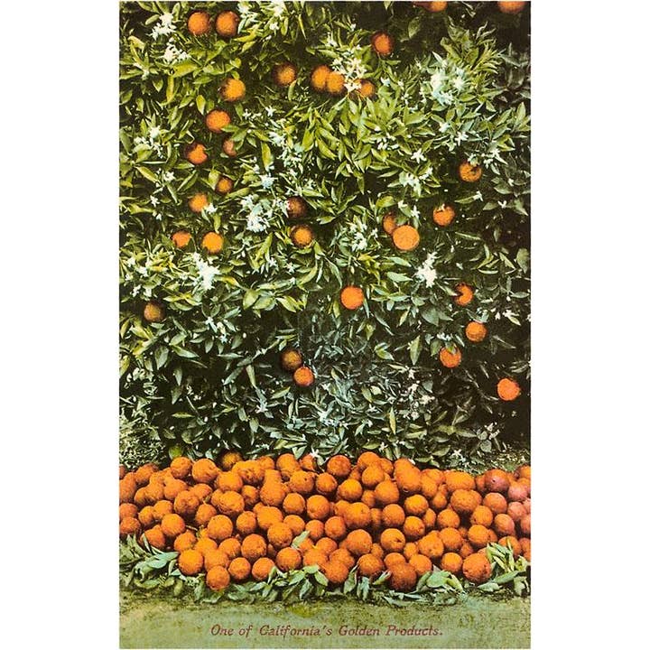 Found Image Press - Wholesale Postcard - Postcard CA-120 Orange Grove