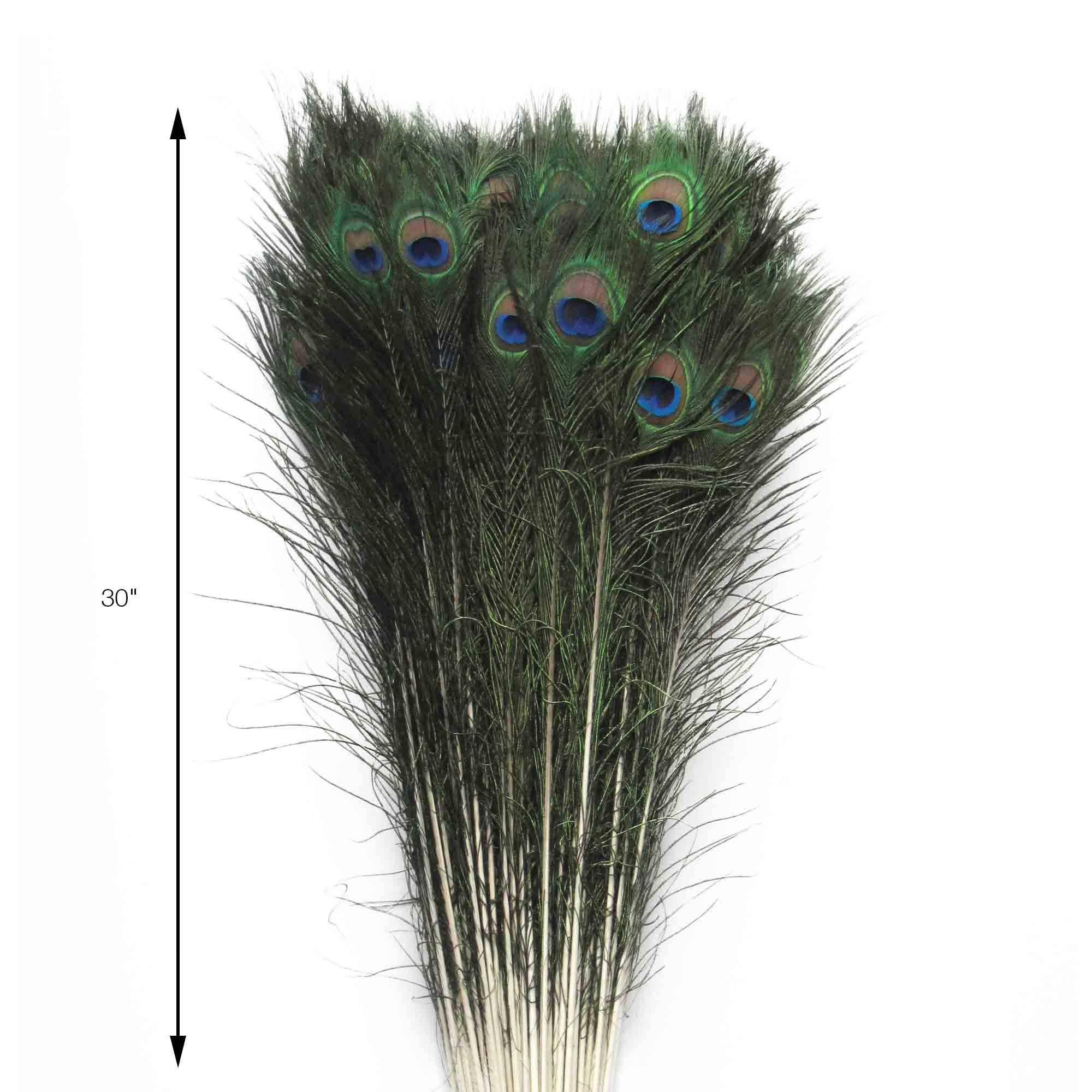 Portofino International Trading, USA - Wholesale Feathers - 30" Peacock Feathers 12pc/bag2