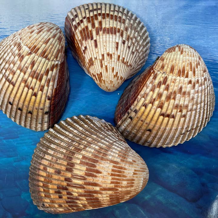 Atlantic Glant Cockle. Rare Ocean Shells for wholesale by Art By Nataliia