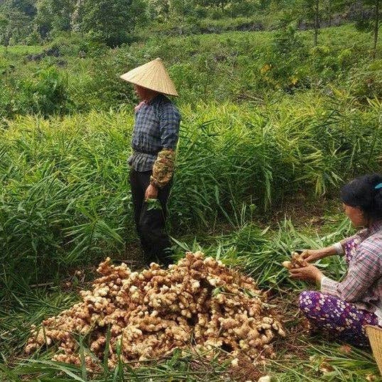 Burlap & Barrel - Wholesale Dried Spice - Buffalo Ginger - Single Origin Spice & Seasoning2