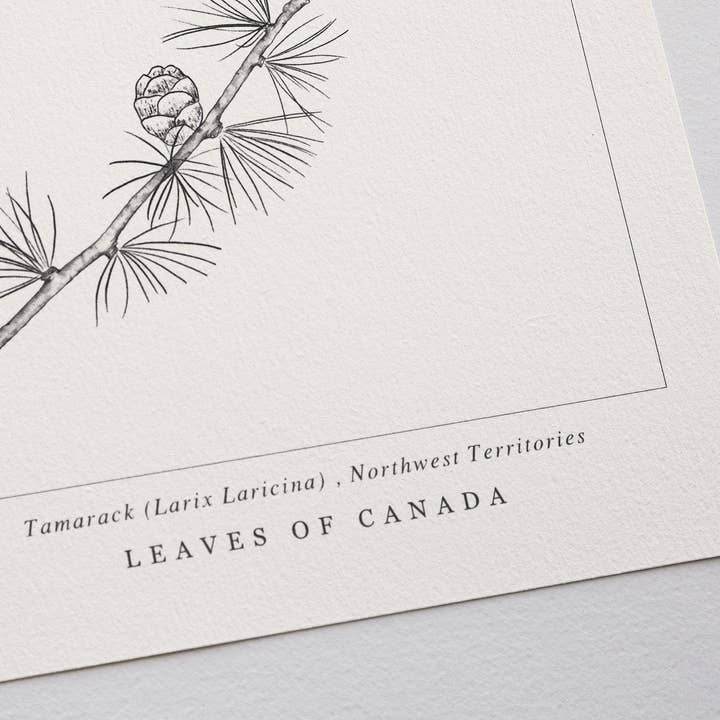 Leaves of Canada – wholesale Art print – PROVINCIAL TREE OF NORTHWEST TERRITORIES, TAMARACK ART PRINT2