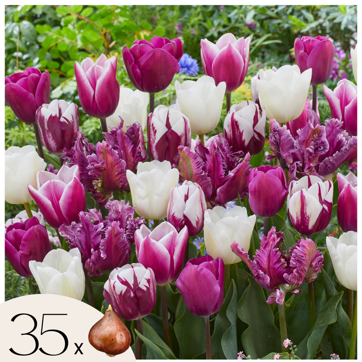 Oasis of Life - Wholesale Live Plant - Tulip bulbs 35 pieces – Tulipa Pastel Mix – Multicolored Triumph tulips in delicate pastel shades – Flower bulbs for garden, bed & pot – Spring bloomers – Hardy & easy to care for0