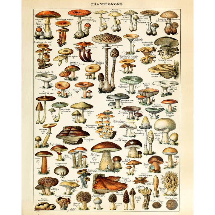Adolphe Millot Champignons Mushrooms Vintage Print for wholesale by The Good Co.