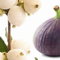 Festive Fig & Snowberry Fragrance Oil for wholesale by craftastik