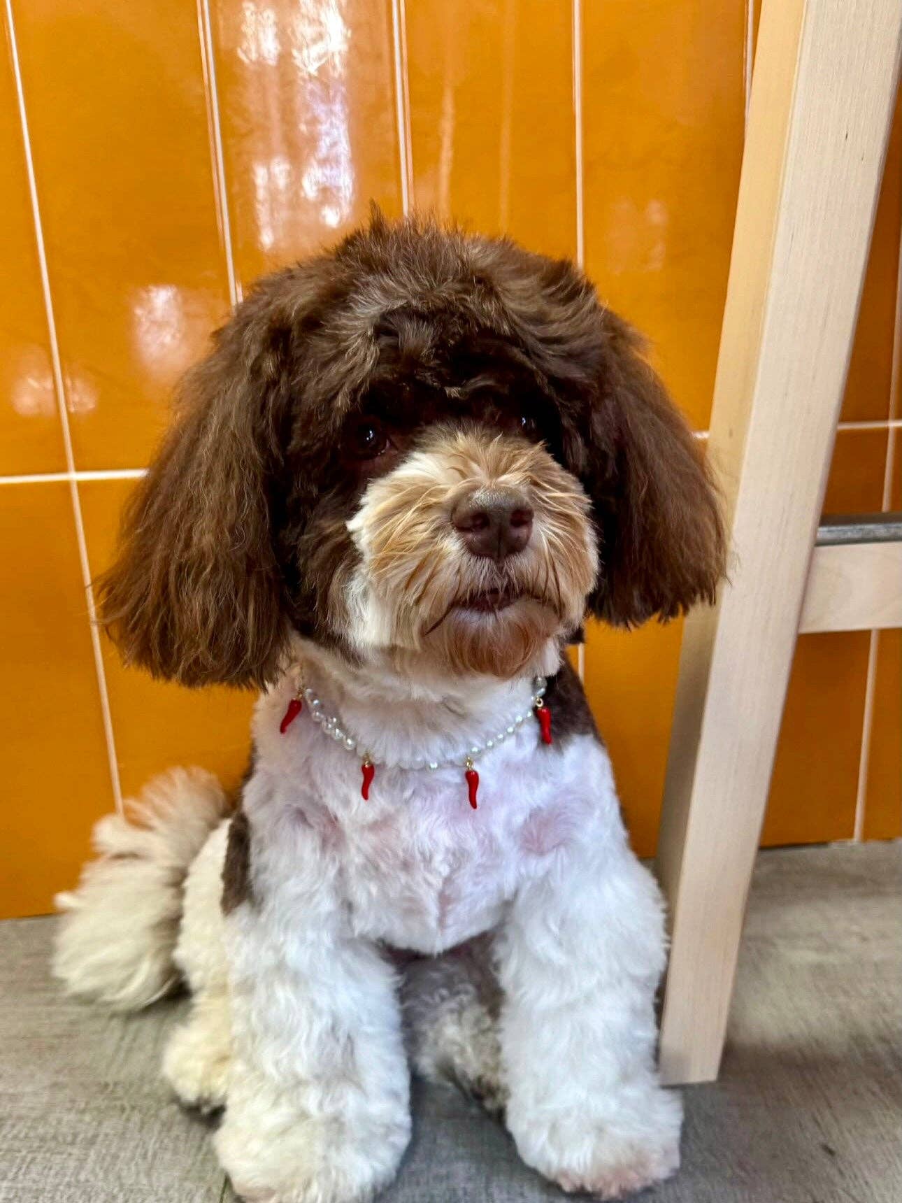 Aura - Wholesale Pet Collar - Cat/Dog - Picante pearl necklace for dogs and cats7