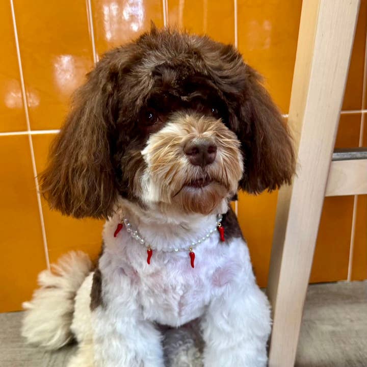 Aura - Wholesale Pet Collar - Cat/Dog - Picante pearl necklace for dogs and cats7