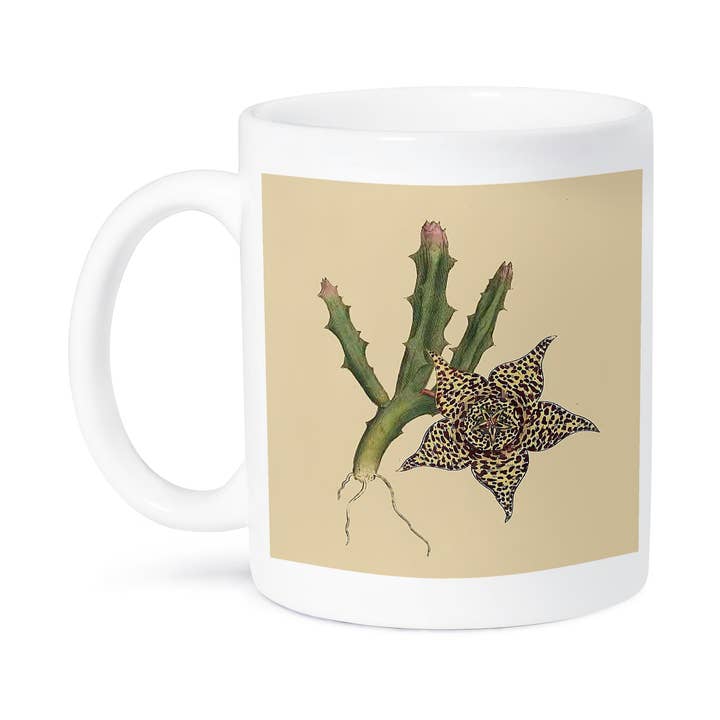 3dRose - Vente Tasse à café - 3dRose, Impression de plante Stapelia variée de 1700, Tasse8