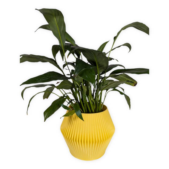 The Alder – 4 Inch Cover Pot (No Drainage) for wholesale by Leafprints.3d