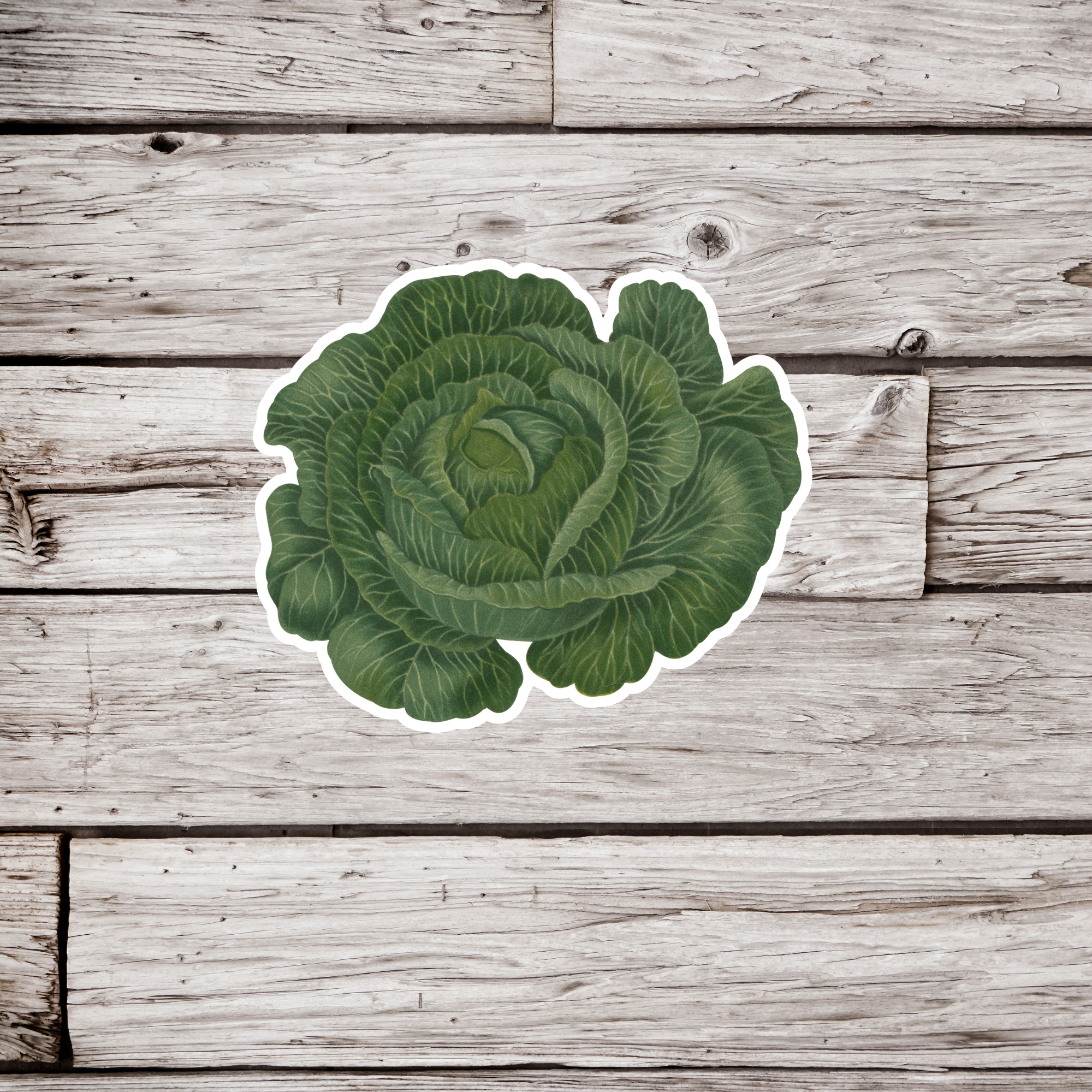 NatureCuts - Wholesale Sticker - Lettuce Sticker, Vegetable Sticker, Garden Sticker0