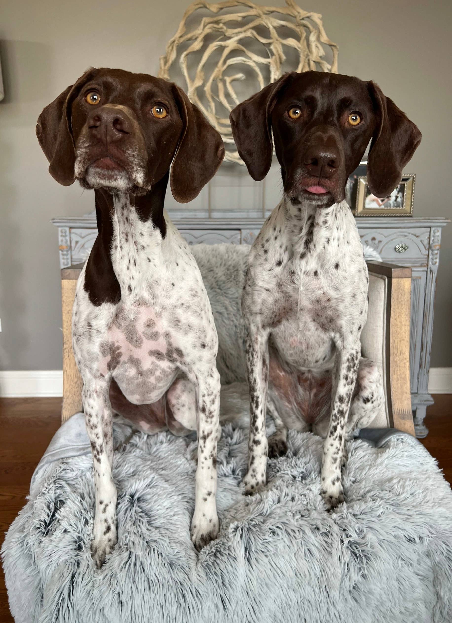 Tall Tails - Wholesale Pet Blanket - Dog - Tall Tails Grey Waterproof Dog Blanket - 40" X 60"6