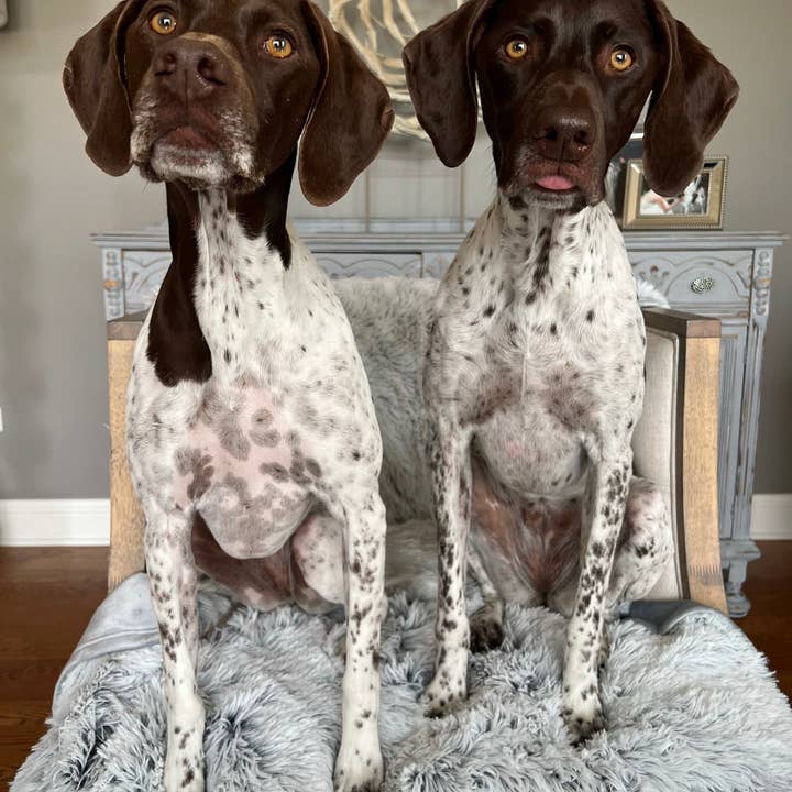 Tall Tails - Wholesale Pet Blanket - Dog - Tall Tails Grey Waterproof Dog Blanket - 40" X 60"6