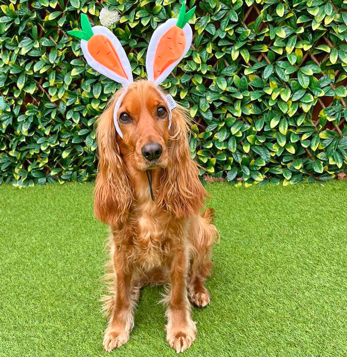 Midlee Designs - Wholesale Pet Hat - Dog - Midlee Carrot Bunny Ears Easter Dog Headband Costume14