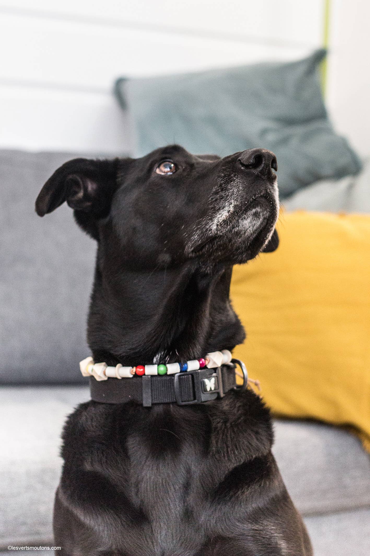 Les Verts Moutons – wholesale Pet collar – Cat/dog – Leather tick collar - XS to XL7