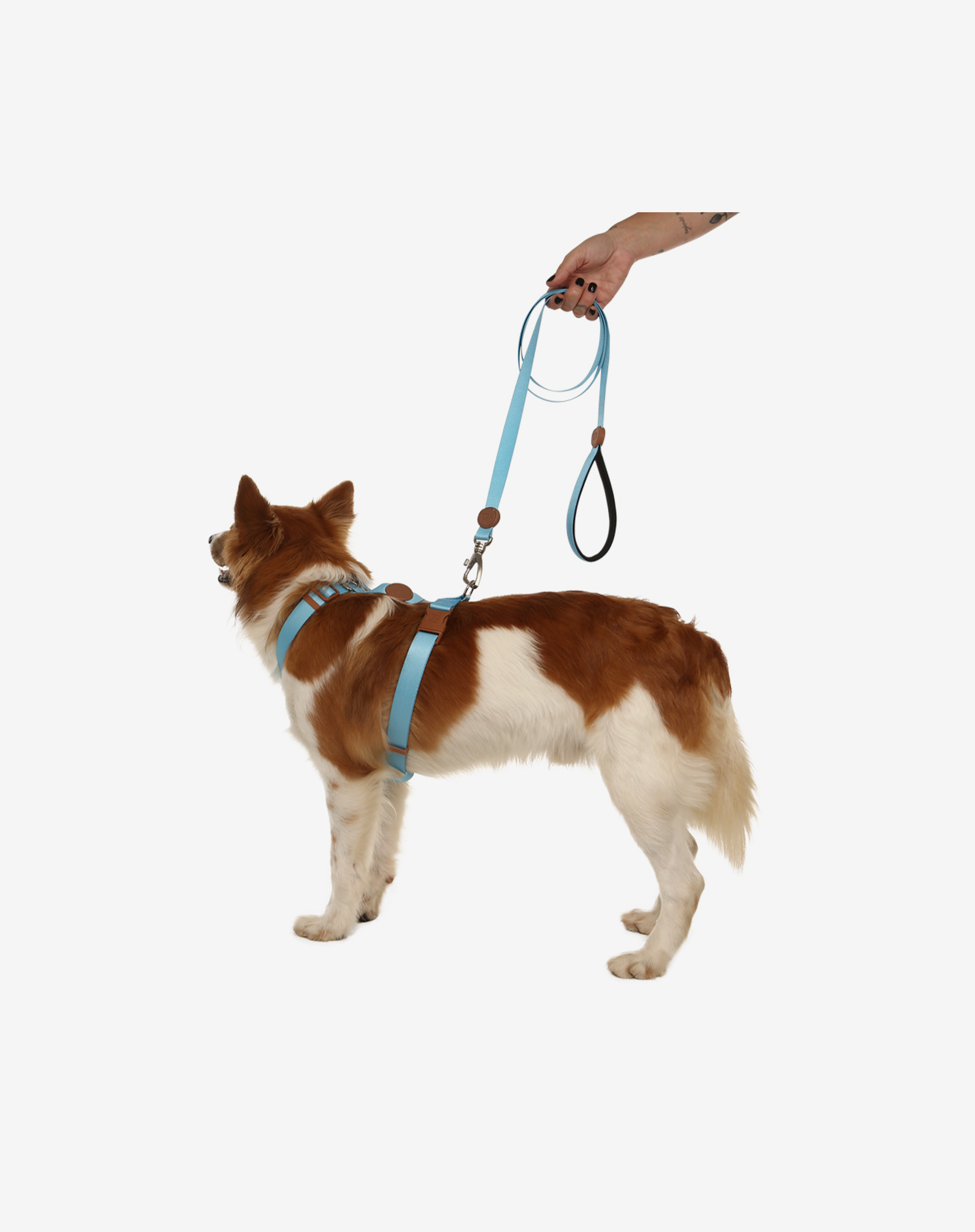 Toh – Engroshandel Hundesnor - Hund – 1,50 m Komfort Line Blå1