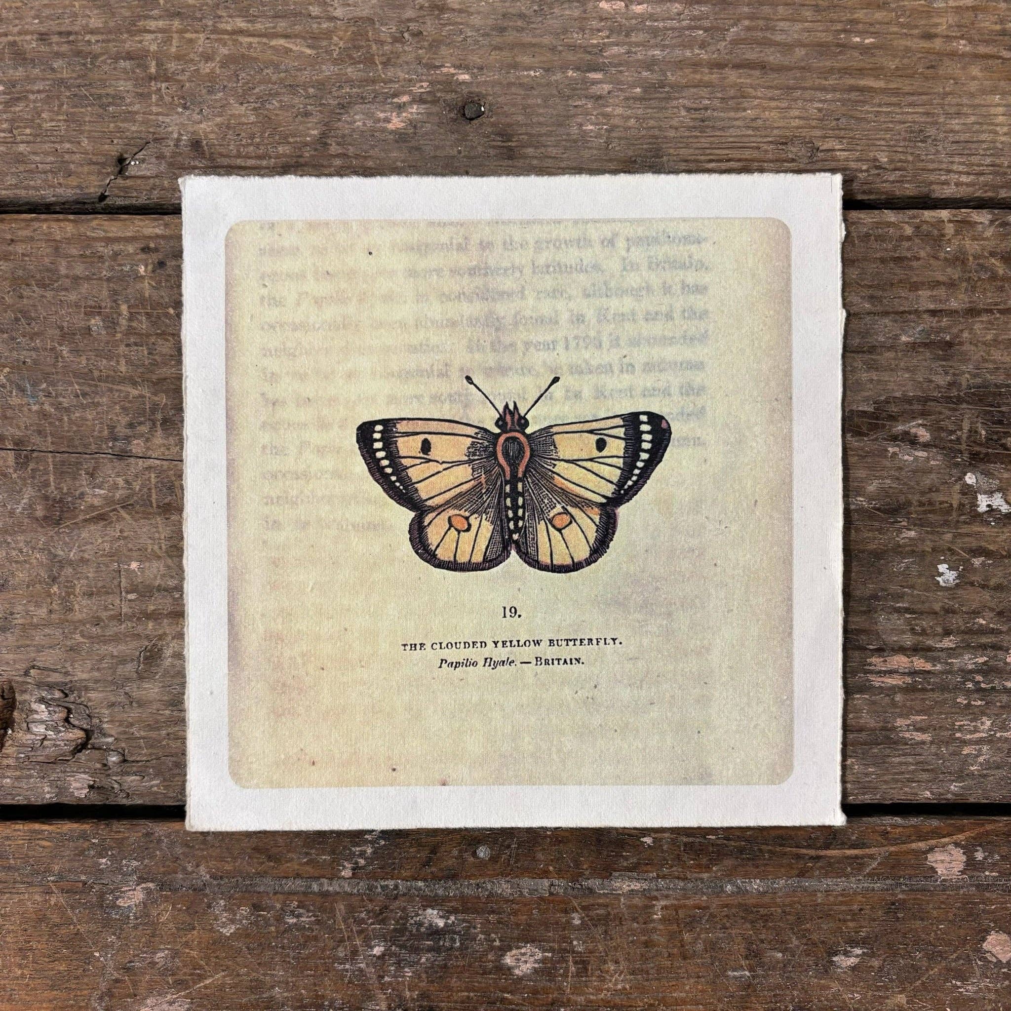 Sugarboo & Co - Wholesale Art Print - 8"x8" Yellow Butterfly - Flora & Fauna Collection1