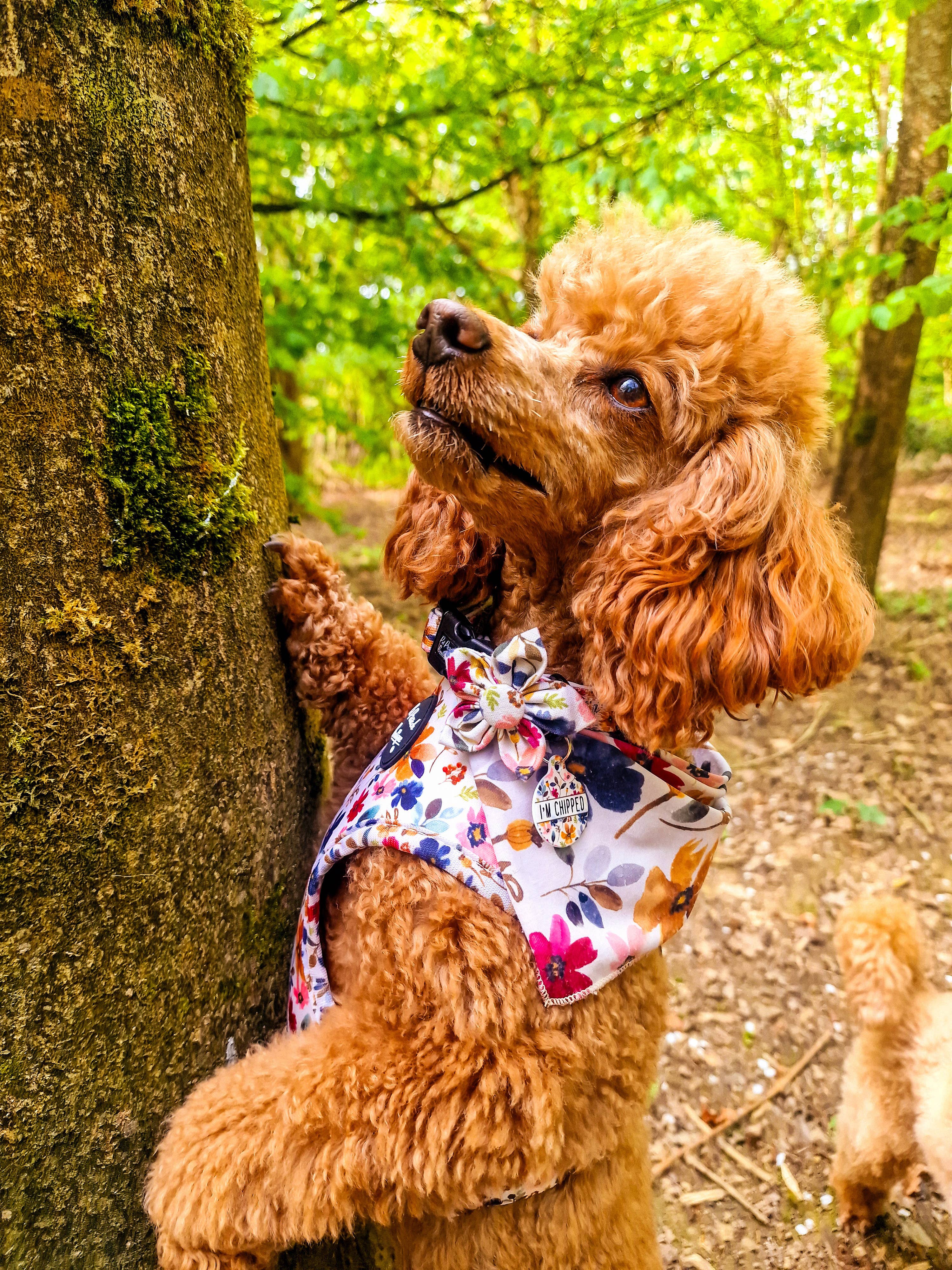 Pet Pooch Boutique - Wholesale Pet Collar - Dog - Little Enchanted Meadows Floral Dog Collar/Opt Accessory4