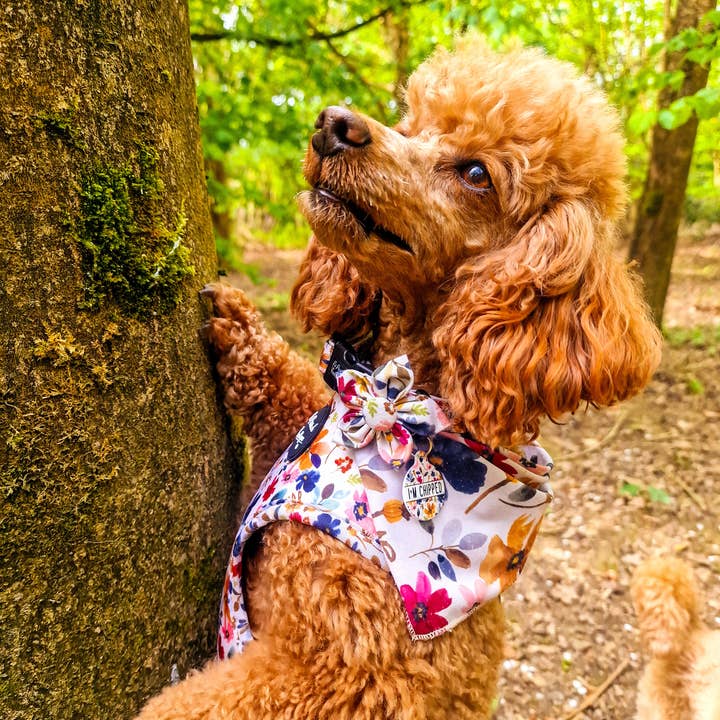 Pet Pooch Boutique - Wholesale Pet collar – Dog - Little Enchanted Meadows Floral Dog Collar/Opt Accessory4