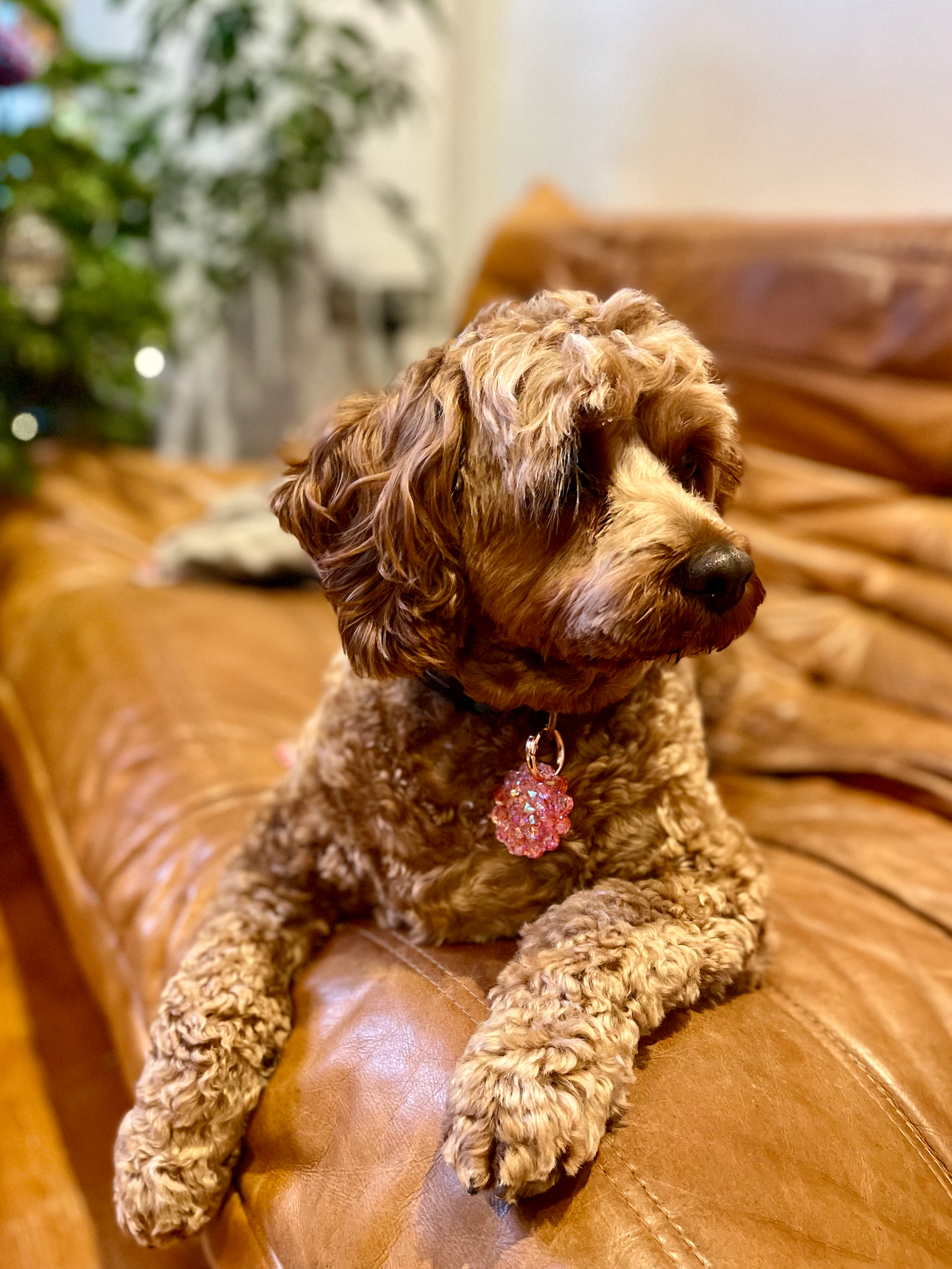 Prescription Resin - Wholesale Keychain - Women's - RESIN  BAG CHARM | DOG COLLAR TAG | x 6 MIXED ASSORTMENT4