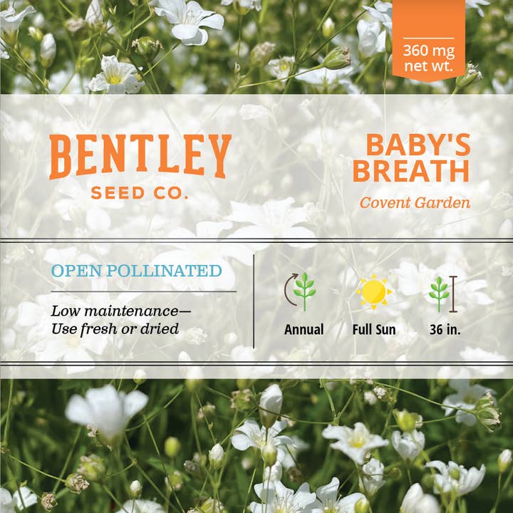 Bentley Seed Co. - Wholesale Plant Seeds - Baby's Breath-Covent Garden-Gypsophila Elegans