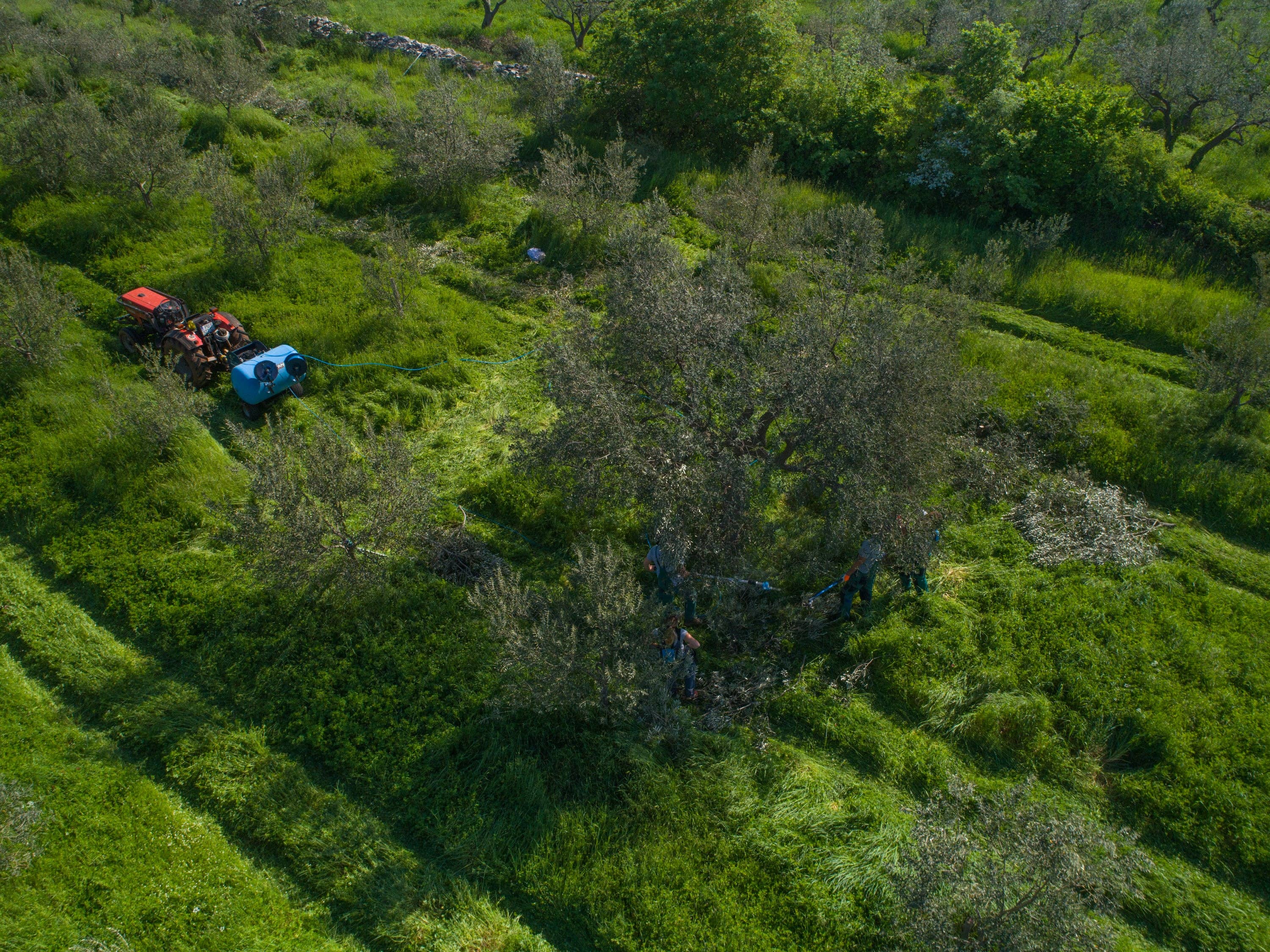 Drusk Trading Company - Wholesale Olive Oil - Croatian Extra Virgin Olive Oil | Chiavalon Ex Albis | High Polyphenol Olive Oil4