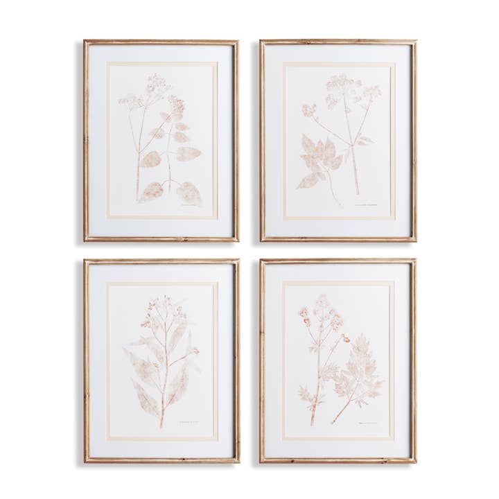 Blush Botanical Study, Set Of 4 for wholesale by Napa Home & Garden