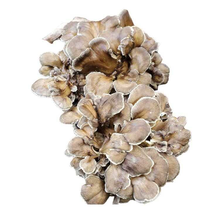 518 Farms – wholesale Loose tea – Mushroom Tea4