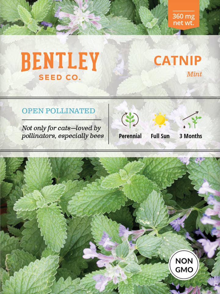 Pacotes de Sementes de Erva-dos-gatos por atacado de Bentley Seed Co.