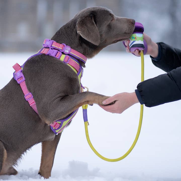 Pawsome Paws - Wholesale Pet Leash - Dog - Disney© 4ft Rope Lead - Buzz Lightyear4