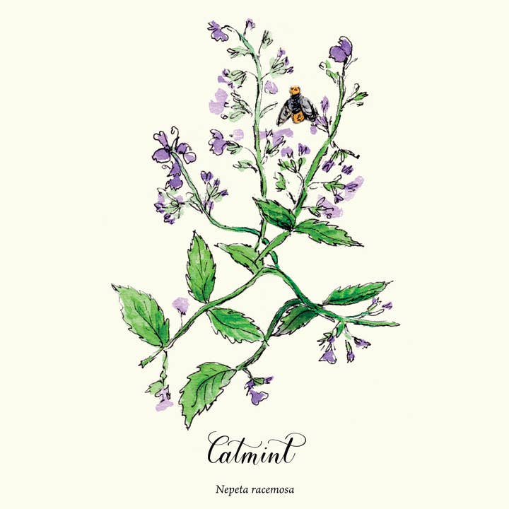 Catmint botanical illustration in watercolor for wholesale by Molly Chidsey Illustration & Design