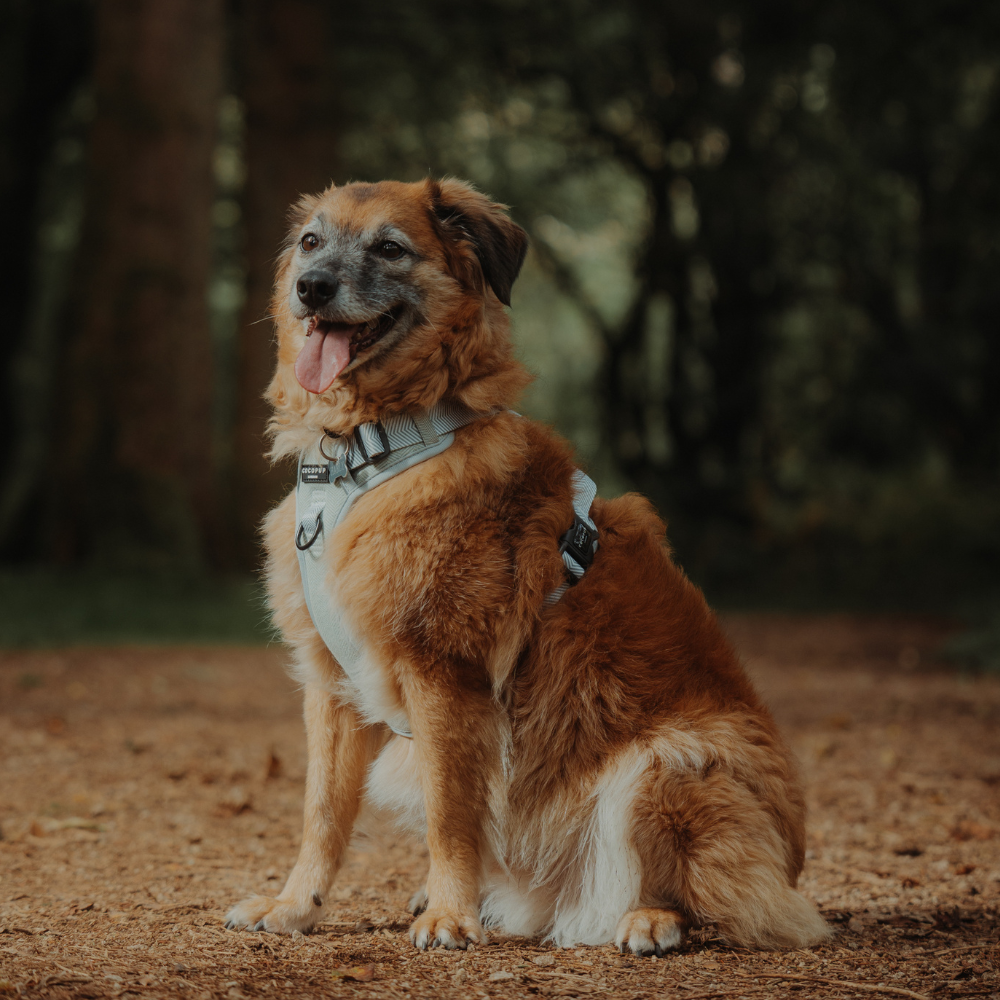 Cocopup London - Wholesale Tuig voor huisdieren - Hond - Verken Harness - Salie Tweed18