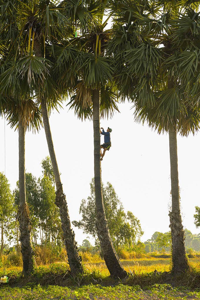 Vân Vân - Wholesale Sugar/Sweetener - Palmyra Sugar8