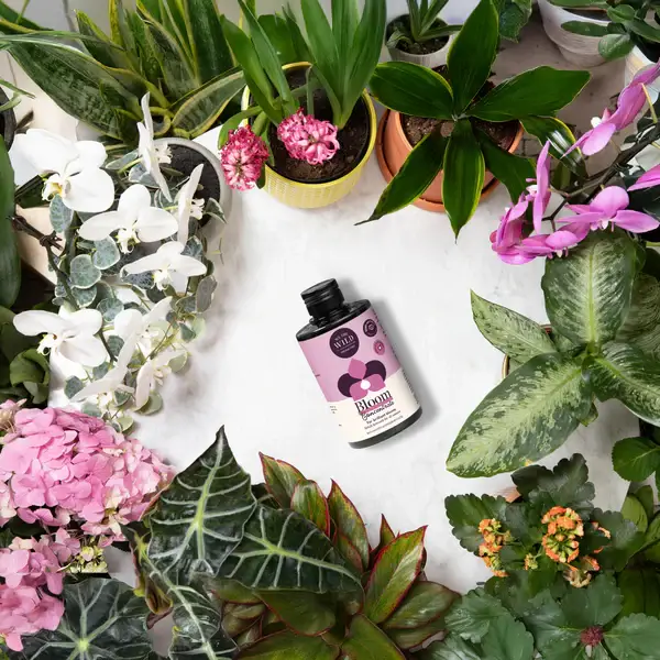 We the Wild Plant Care - Australia - Wholesale Fertiliser - Bloom Concentrate - Case of 122