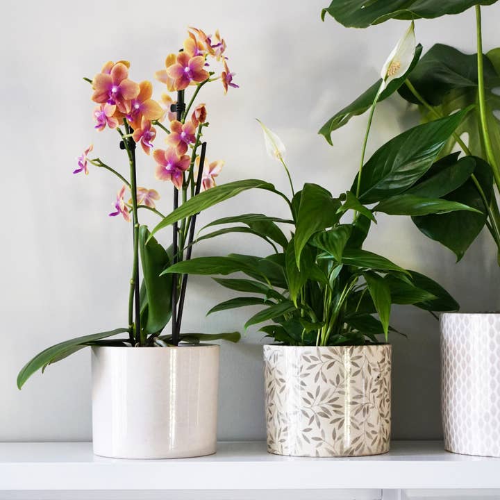 Lazzaro Indoor Planter, H16cm D18cm for wholesale by Ivyline