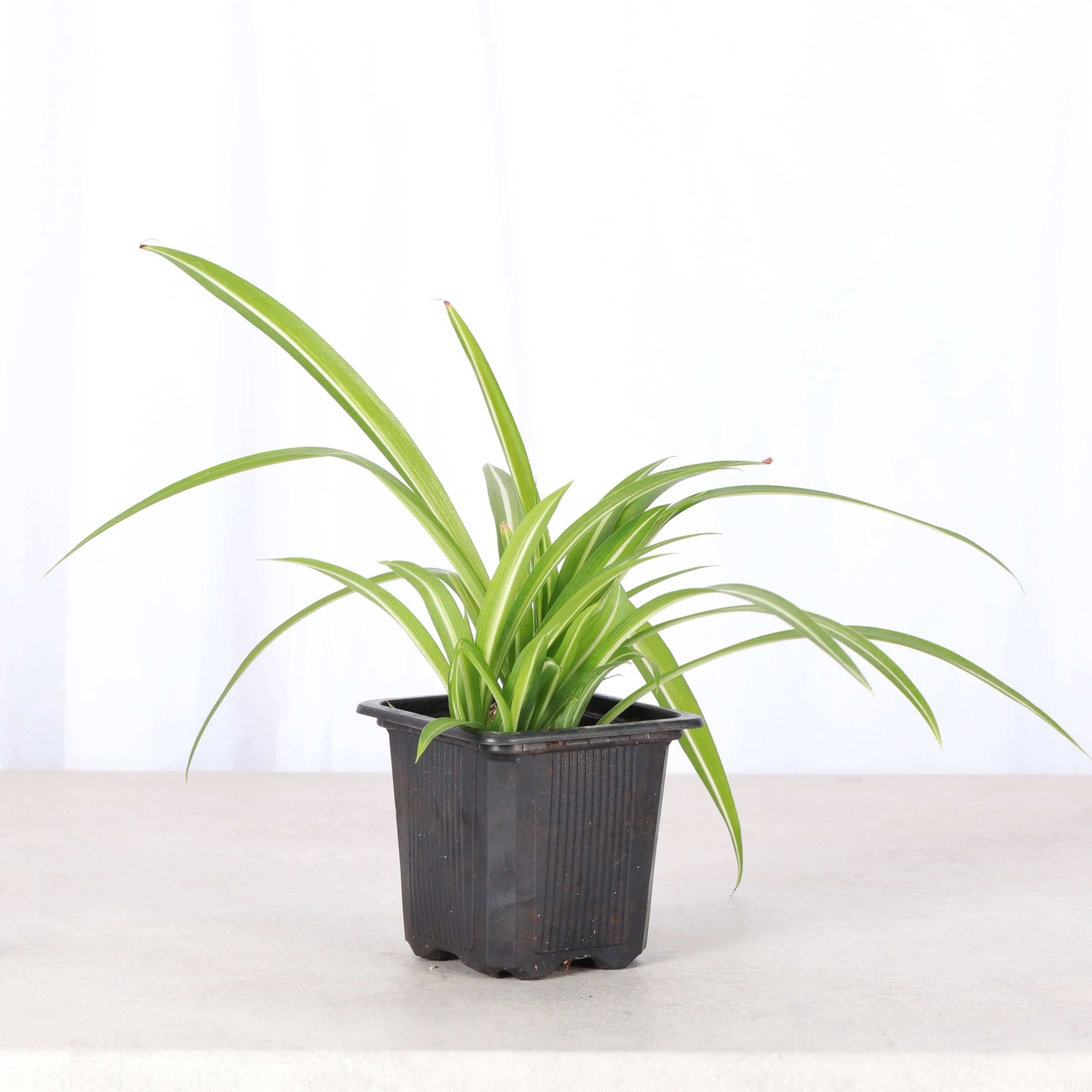 Thorsen's Greenhouse - Wholesale Live Plant - Spider Plant - Live Plant1