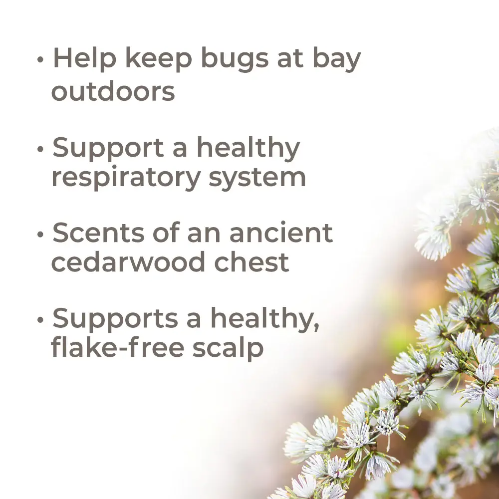 Plant Therapy - Wholesale Essential Oil - Organic Atlas Cedarwood Essential Oil 30 mL7