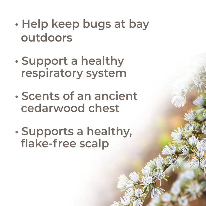 Plant Therapy - Wholesale Essential Oil - Organic Atlas Cedarwood Essential Oil 30 mL7