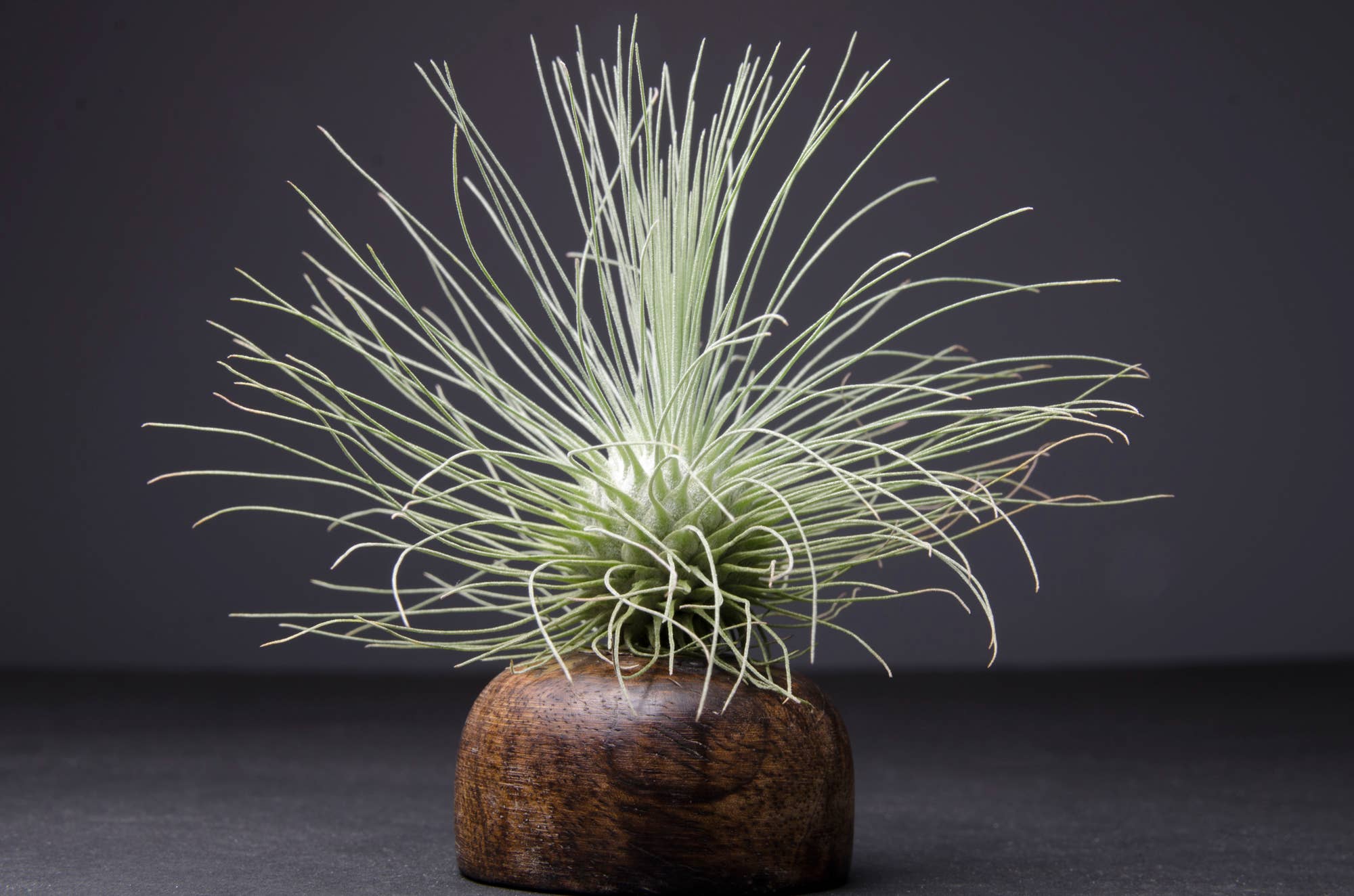 The Artizan Way - Vente Plante - Tillandsia Fuchsii Var. Gracilis7