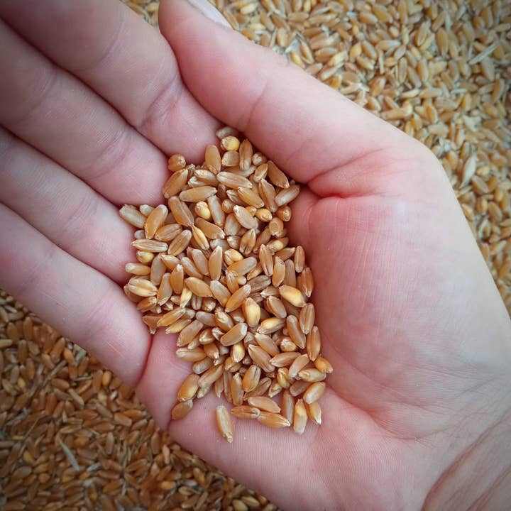 Pasta Granaio Pugliese - Wholesale Pasta - Apulian durum wheat semolina orecchiette (Rocchetta SA)1