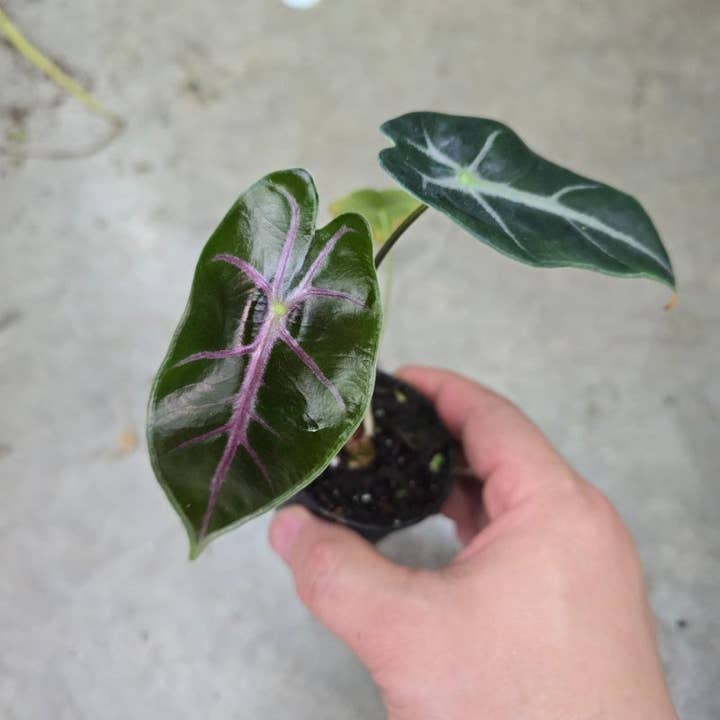 Alocasia longiloba 'Suhirmaniana' purple vein | Rare Houseplant for wholesale by OrchidBox
