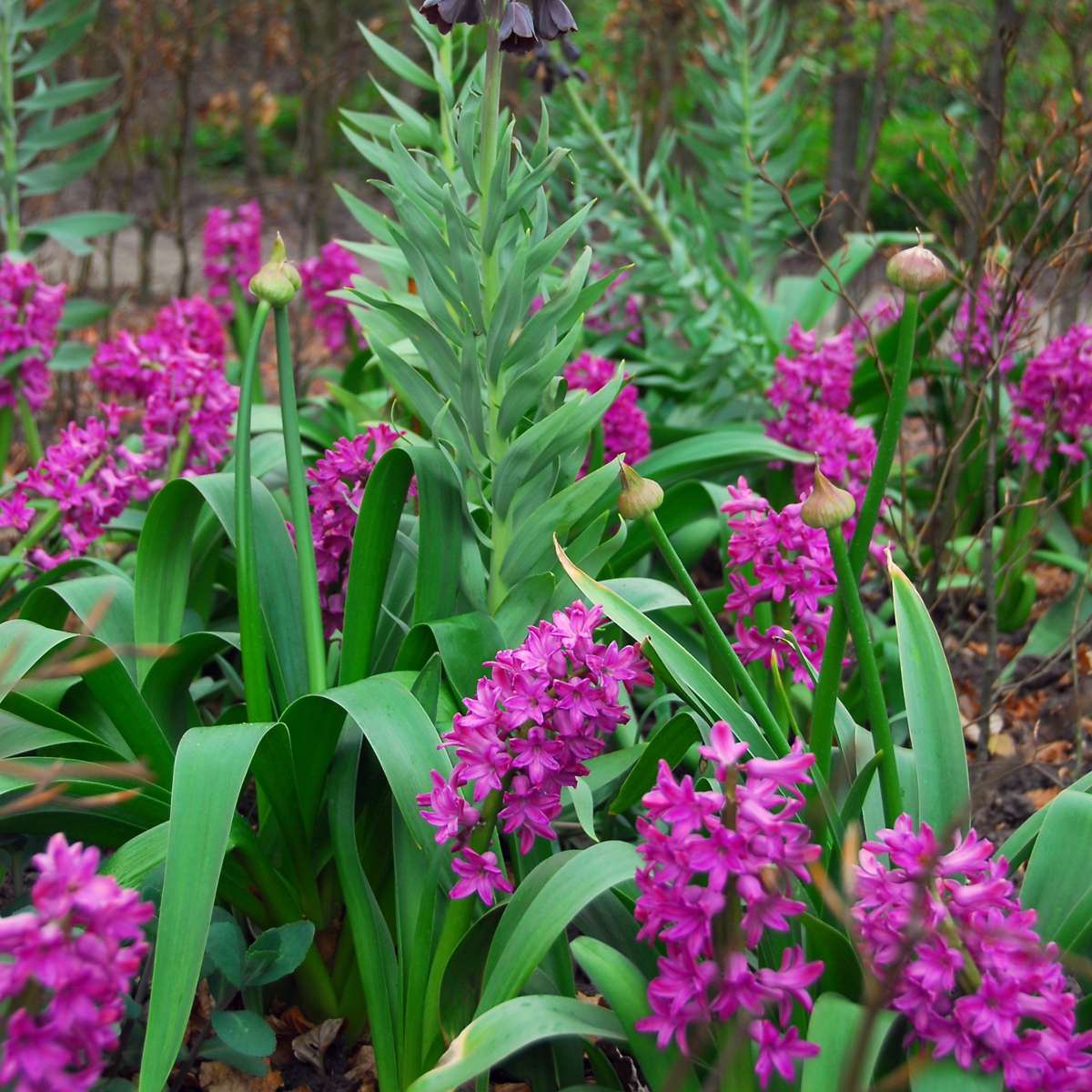 Oasis of Life - Wholesale Live Plant - Hyacinth bulbs – 10 flower bulbs – Hyacinthus "Purple Voice" – Fragrant purple spring bloomers – Flower bulbs for garden, bed & pot – Height 20–30cm – Hardy & easy to care for4