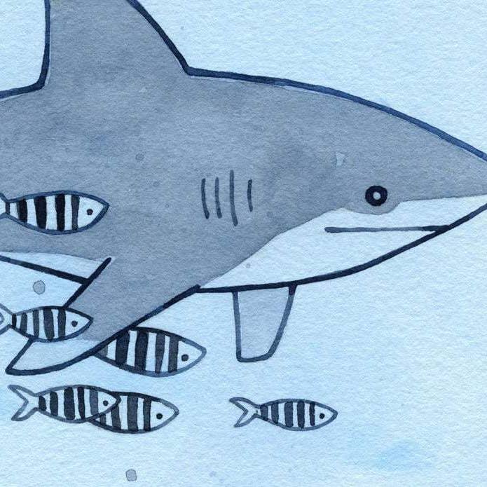 Studio Tuesday - Wholesale Art Print - Shark Illustration Print, White Tip Shark with Pilot Fish1