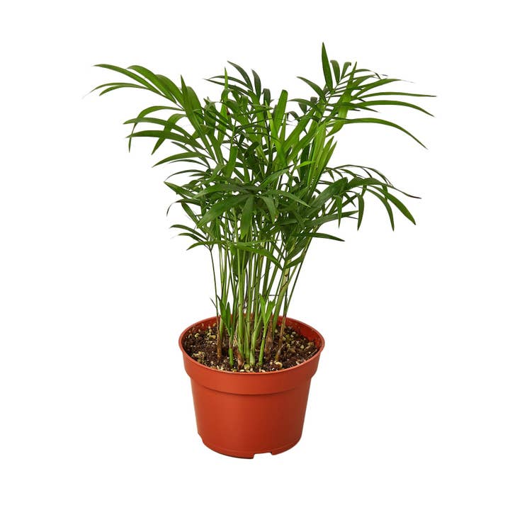 House Plant Wholesale WEST - Wholesale Live Plant - Parlor Palm
