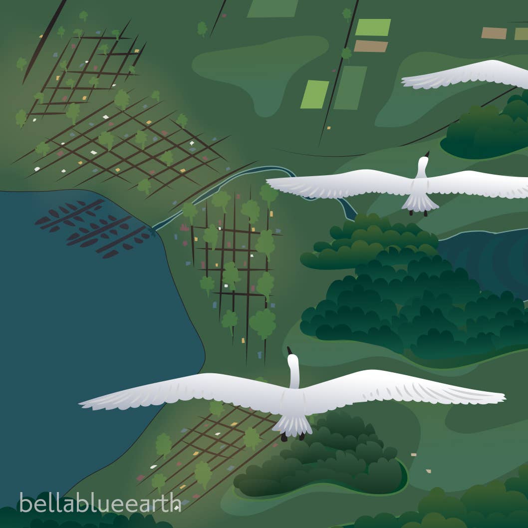 Bella Blue Designs - Wholesale Art Print - Poster Art Print - Swans Above Whatcom, 12x18"1