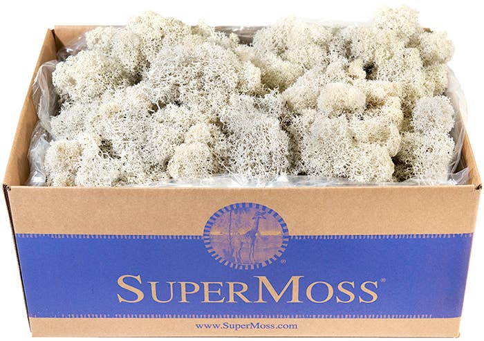 SuperMoss - Wholesale Dried/Pressed Flowers - Reindeer Moss Preserved 3lb Bulk Box11