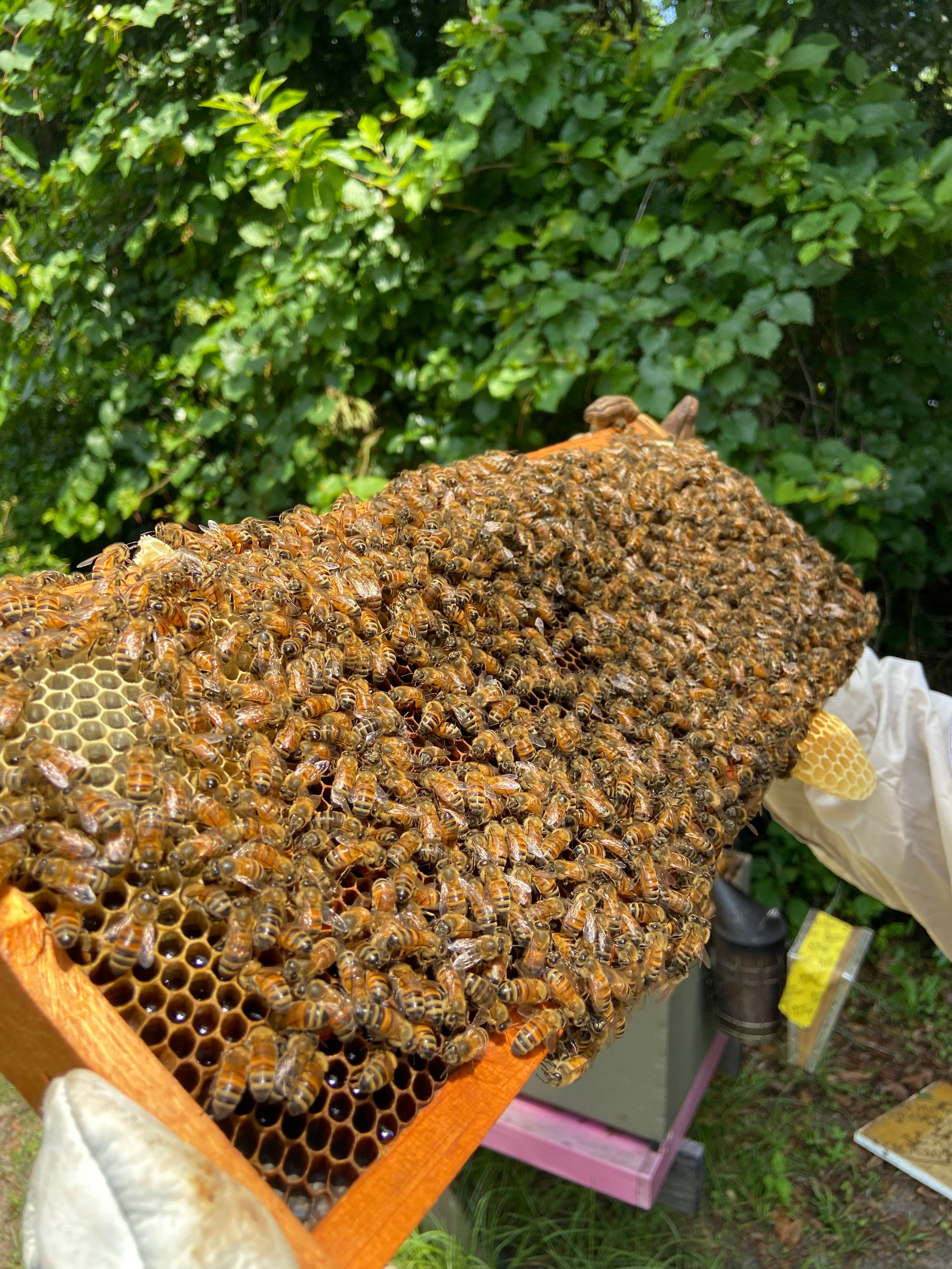 Thy Will Bee Done Apiary - Vendita all'ingrosso Miele - Mini bottiglie blu Honey Bear, bomboniere al miele da 2 once, miele crudo6