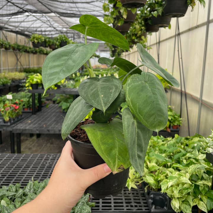 Thorsen's Greenhouse - Wholesale Live Plant - Syngonium Ice Frost - 4" Live Plant 9