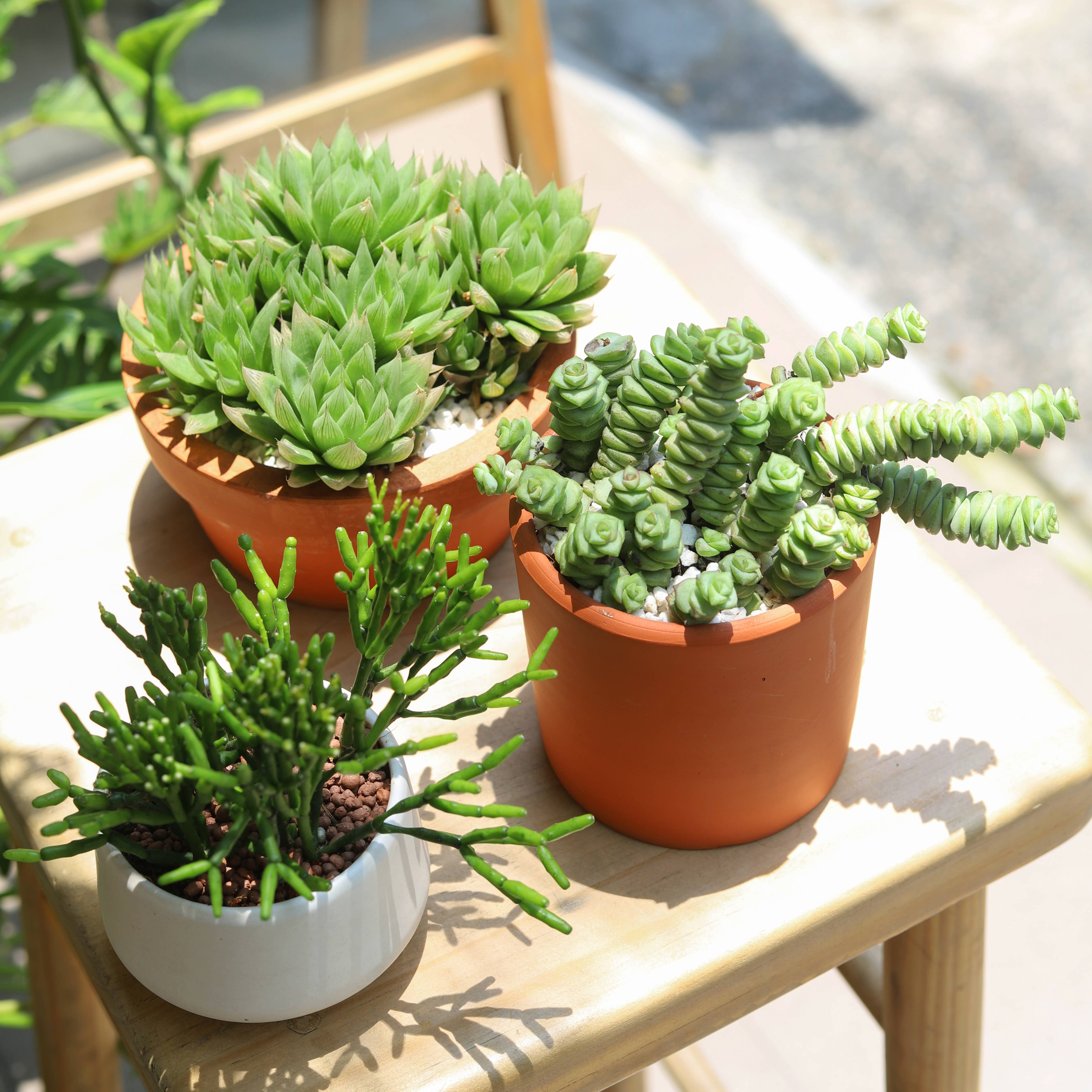 Best Plant Friend - Wholesale Succulent - Crassula Baby Necklace - Live Succulents Plant 2/4 inch Pot13