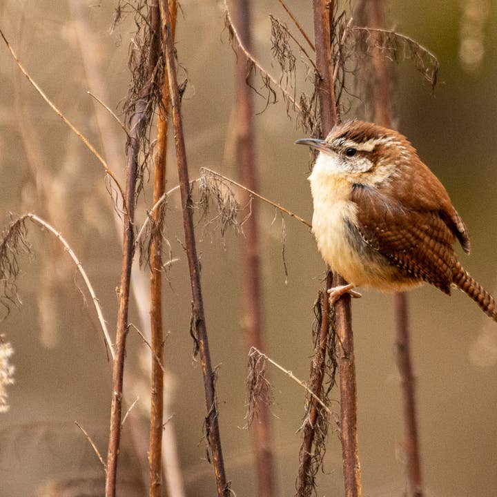 Carolina Wren, Matted Photograph for wholesale by Wren