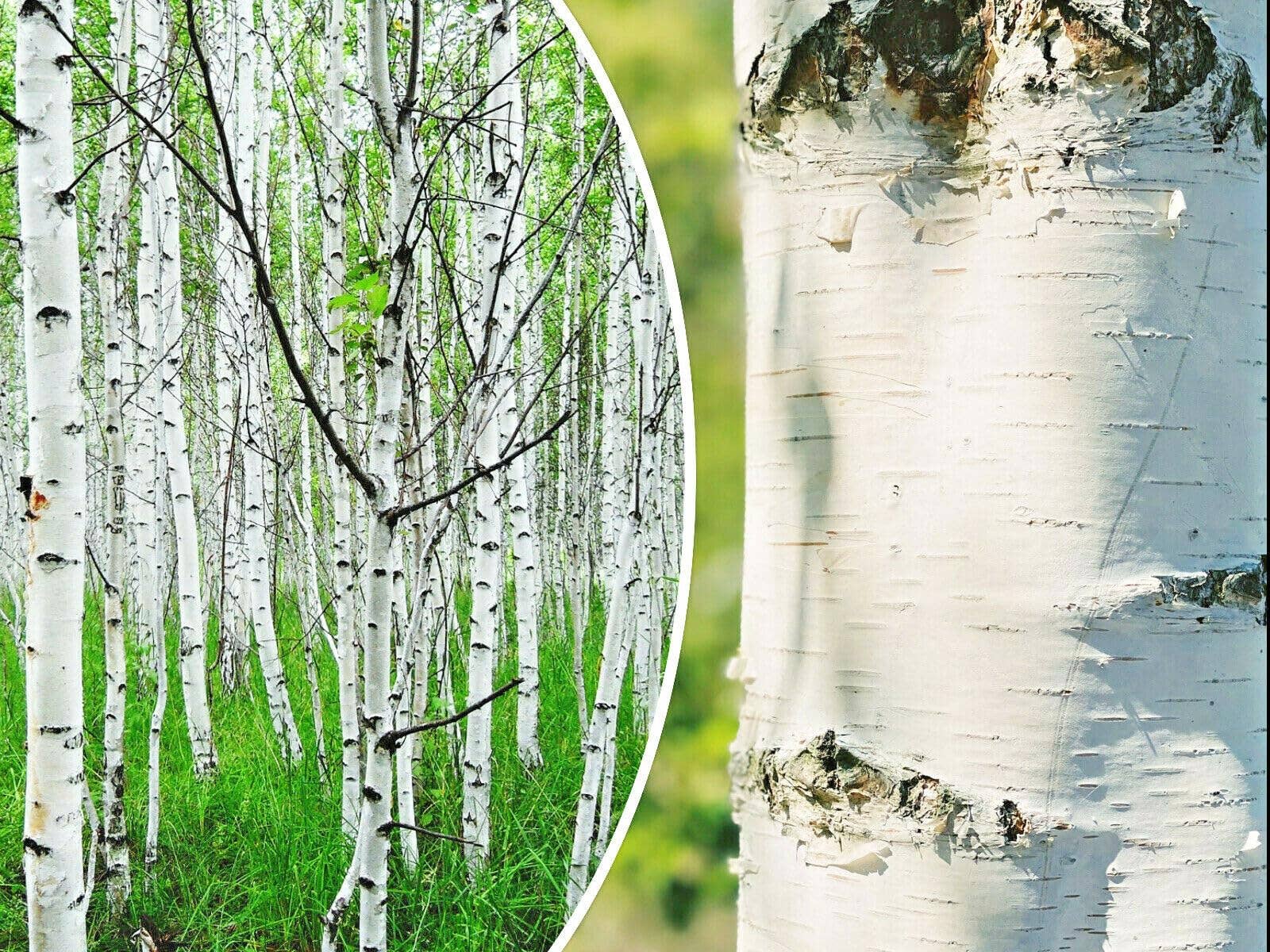The Rike - Wholesale Plant Seeds - 3 pack x2000 Seeds White Paper Birch Seeds Betula papyrifera1