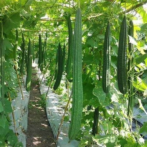 The Rike - Wholesale Plant Seeds - Luffa Seeds Sponge Gourd Ghosaval Loofa 3 pack x 40 Seeds5